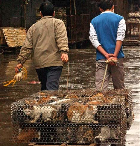 china-cat-death-camps-001.jpg