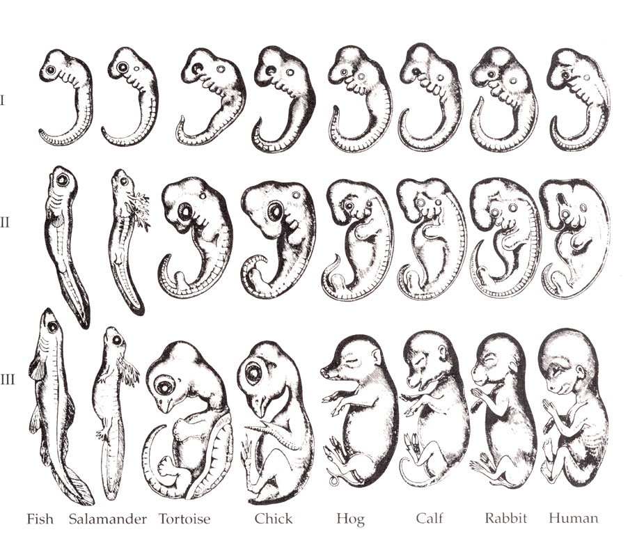 Haeckel_drawings.jpg