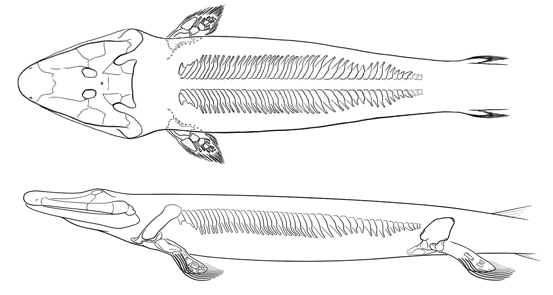 Tiktaalik.jpg